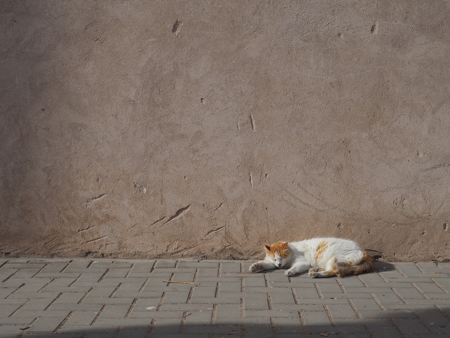 Un des nombreux chats d'Essaouira