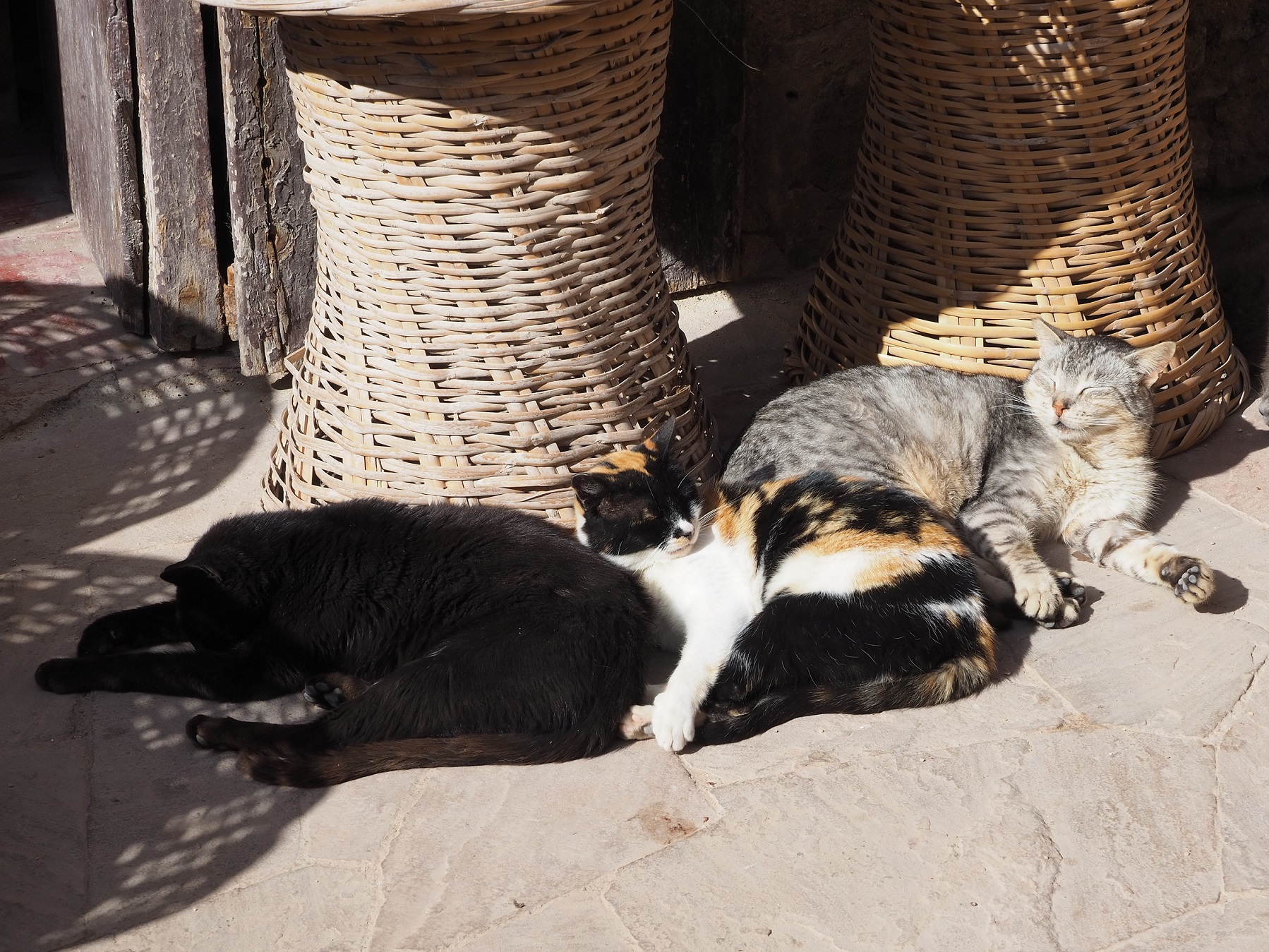 Chats qui dorment à Essaouira