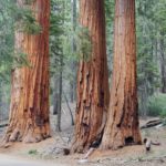 Sequoia et Kings Canyon National Parks en une journée