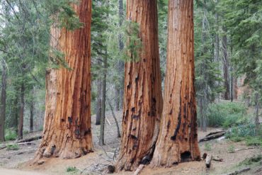 Visite de Sequoia et Kings Canyon National Parks en une journée