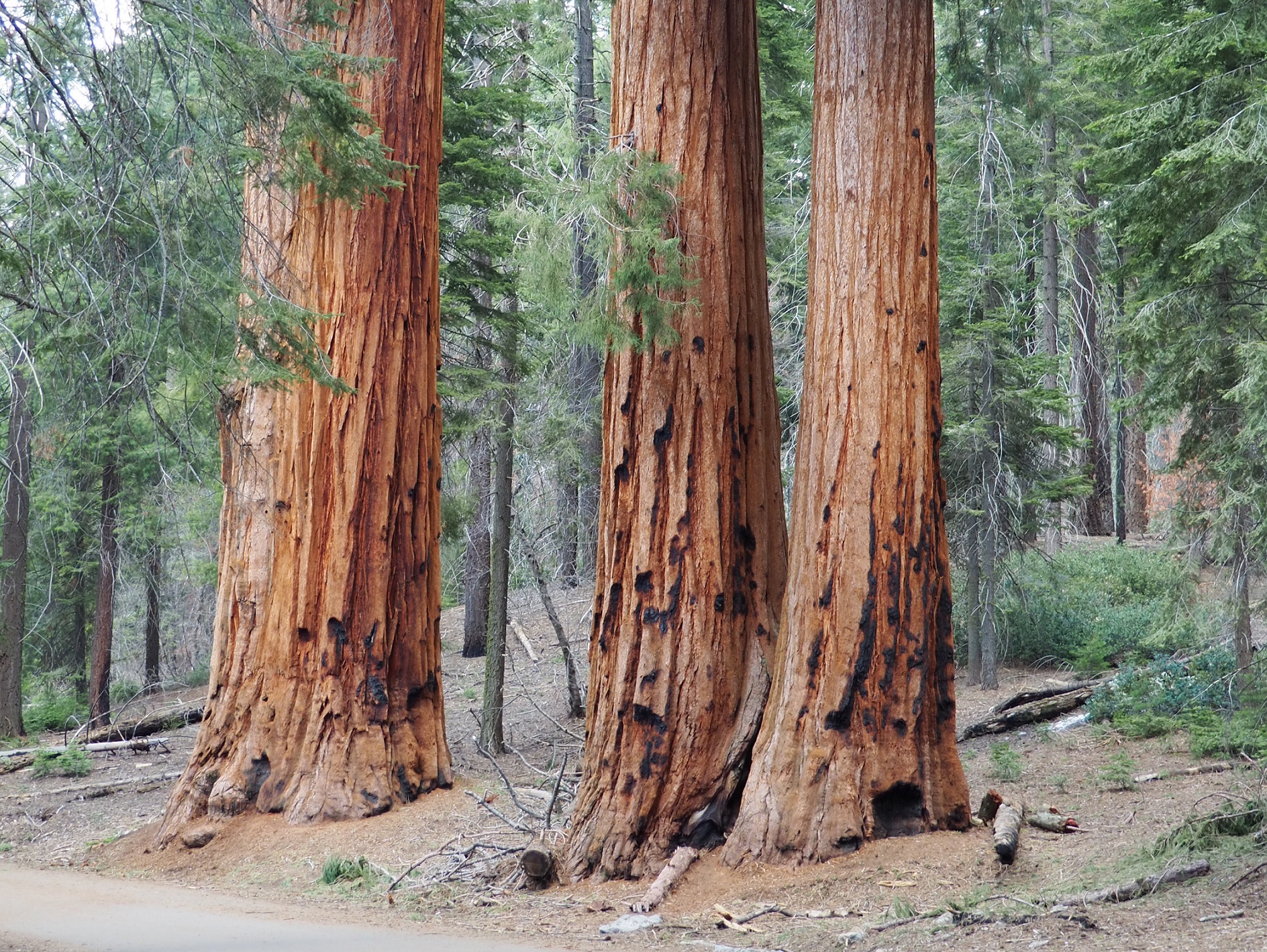 Sequoia et Kings Canyon National Parks en une journée