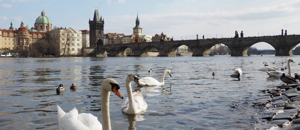 Charles Bridge and swans in Prague