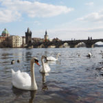 Charles Bridge and swans in Prague