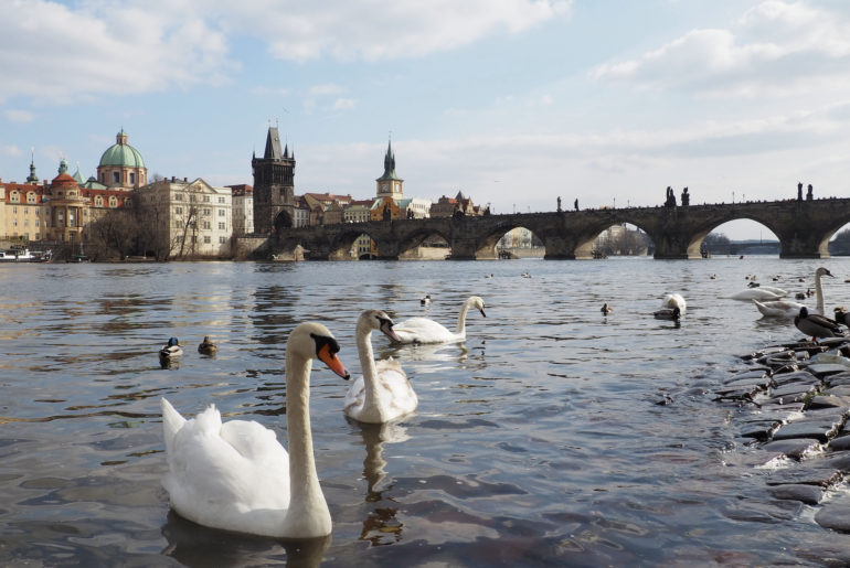 Charles Bridge and swans in Prague
