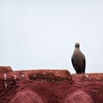 Oiseau sur les toits de Carthagène des Indes