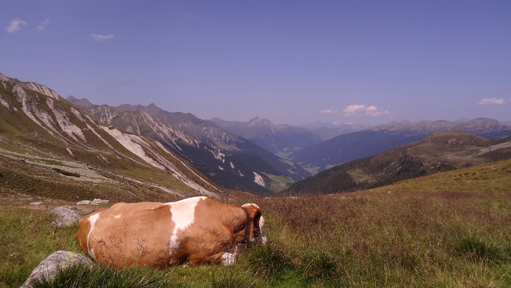 Une vache et les montagnes des Alpes italiennes