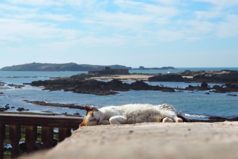 Chat dormant sur les remparts d'Essaouira