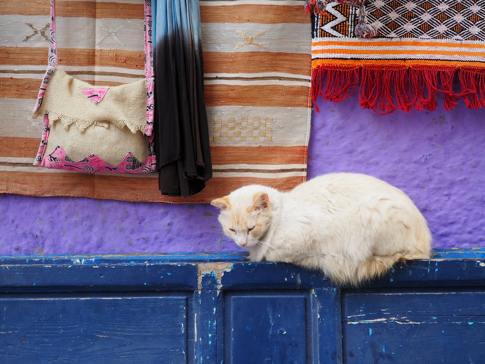 Chat d'Essaouira au Maroc
