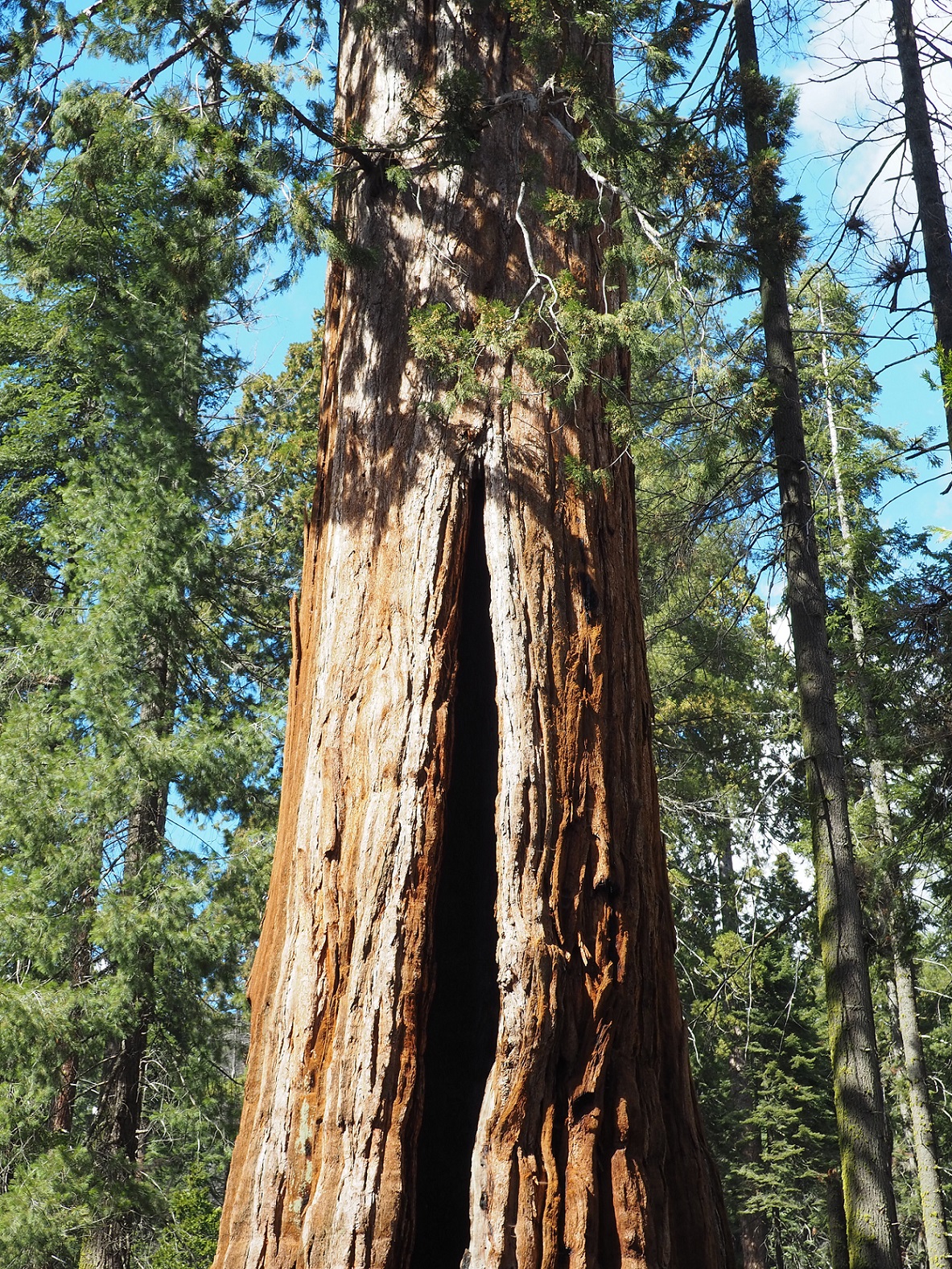 cicatrice sequoia